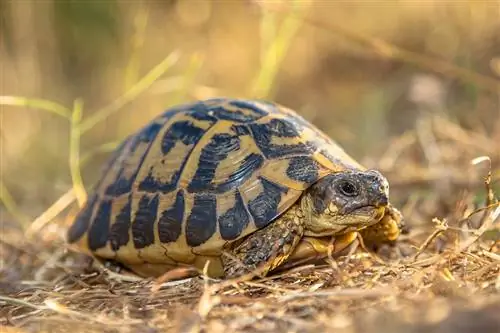 Hermann’s Tortoise: Lembaran Penjagaan, Persediaan Tangki, Diet, & Lagi (dengan Gambar)