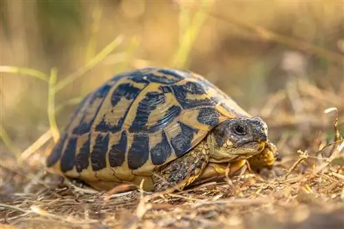 Tortue d'Hermann : fiche d'entretien, configuration du réservoir, alimentation, & Plus (avec photos)