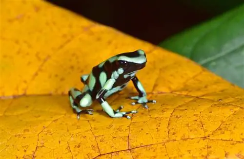 Vihreä & Black Poison Dart Frog: hoito, lajikkeet, tiedot (kuvilla)