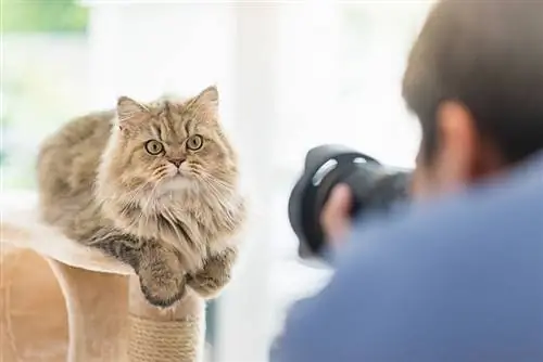 Sa fitojnë fotografët e kafshëve shtëpiake? (Udhëzues pagash 2023)