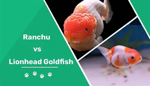 Ranchu proti zlati ribici Lionhead: glavne razlike (s slikami)