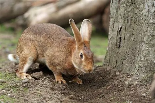 Waarom stampen konijnen met hun pootjes? 5 redenen voor dit gedrag