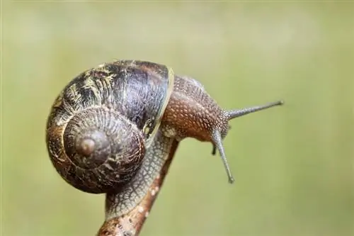 ছবি