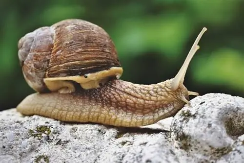 Gumagawa ba ng Magagandang Alagang Hayop ang mga Snail? Patnubay, Mga Katotohanan & Mga FAQ