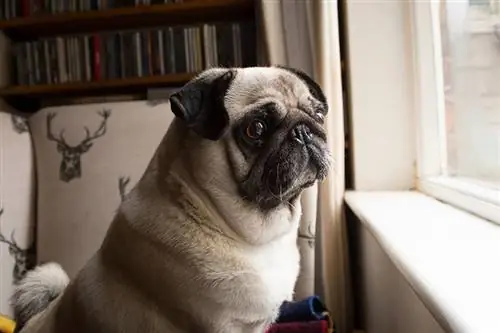 Безпокойство при раздяла при кучета: 10 признака, прегледани от ветеринар