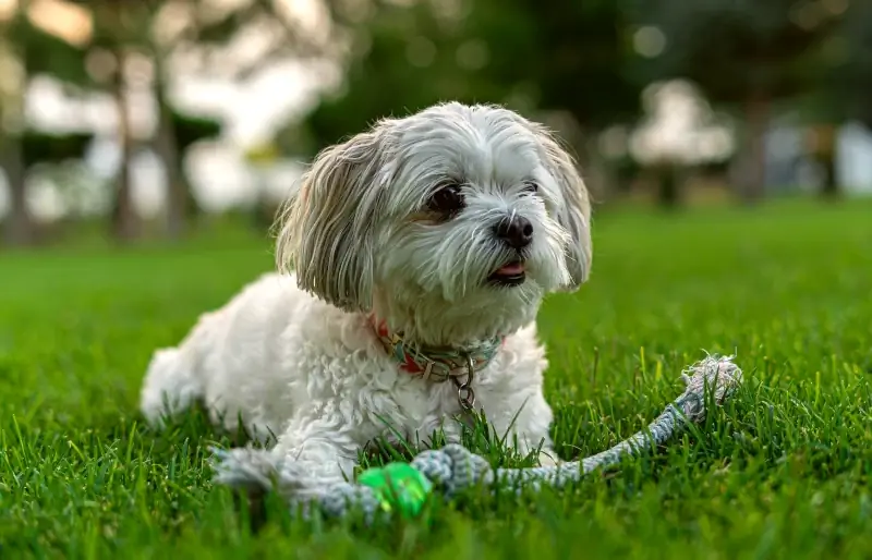 Per què les joguines per a gossos i el temps de joc són importants per als gossos: 8 raons principals