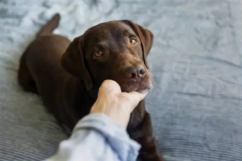 Els gossos poden patir neurosis? (Resposta del veterinari): causes, signes & Tractament