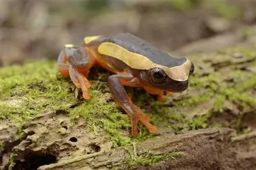 Palyaço Ağaç Kurbağası: Gerçekler, Resimler, Bilgi & Bakım Kılavuzu
