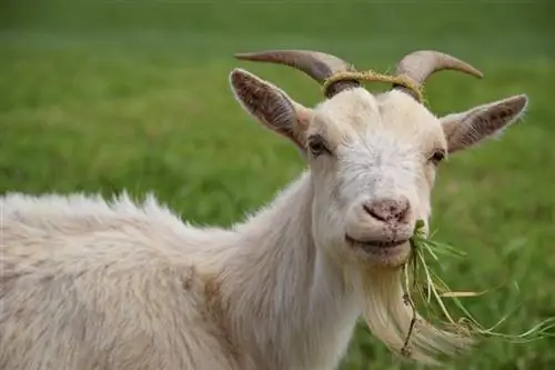 Què mengen les cabres en estat salvatge i com a mascotes? Dieta & Dades de salut
