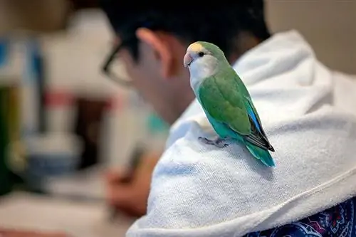 Lovebird amb cara de préssec blau: trets, & Cura (amb imatges)