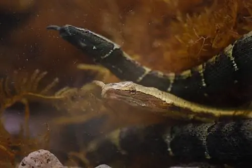 Tentacled Snake: Fakta, Info & Plejevejledning (med billeder)