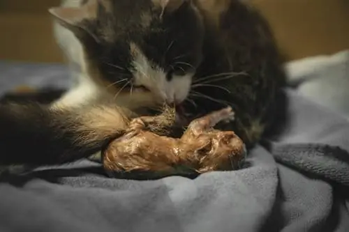 Come partoriscono le gatte? Passaggi approvati dal veterinario & Preparazione