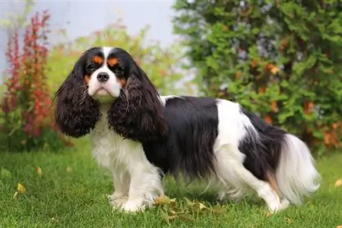 10 ngjyra të zakonshme të Kavalierit King Charles Spaniel