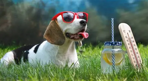 Cara Merawat Beagle – Memandikan & Tips Membersihkan