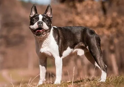 17 psích plemen náchylných k rakovině – fakta schválená veterinářem