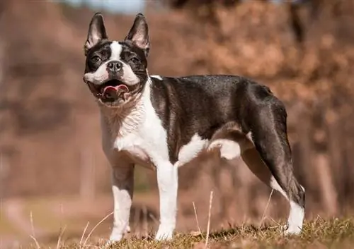 17 šunų veislių, linkusių į vėžį – veterinarijos patvirtinti faktai