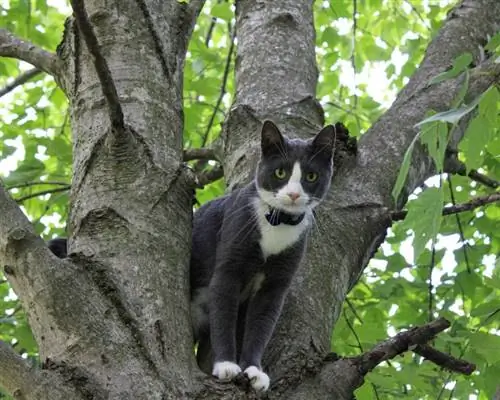 Kako spriječiti mačku da se penje po drveću (5 provjerenih metoda)