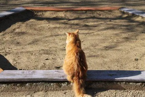 So h alten Sie Katzen von Ihrem Sandkasten fern (5 bewährte Methoden)
