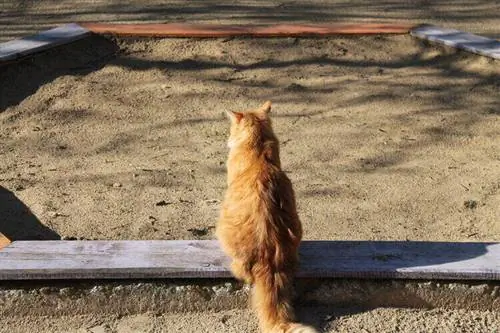 Cómo mantener a los gatos fuera de su arenero (5 métodos probados)