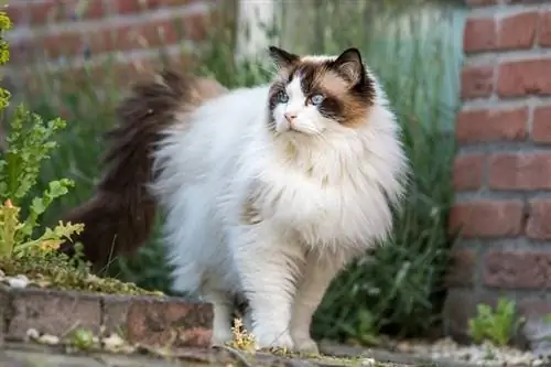 תוחלת חיים של חתול Ragdoll: תוחלת חיים ממוצעת