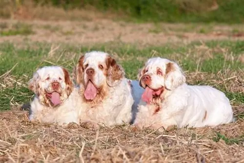 22 races de chiens les plus paresseux (avec photos)