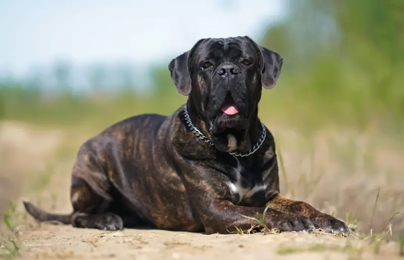 Um Cane Corso baba mais que outros cães? Fatos & Dicas de Limpeza