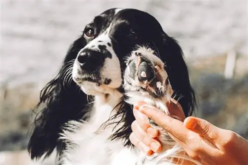Hoe om jou hond se pote teen warm plaveisel te beskerm: 10 maniere