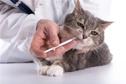 Com donar medicaments líquids a un gat difícil: 2 maneres provades