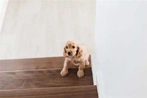 Hoe om jou hond op te lei om trappe te klim: 2 doeltreffende metodes