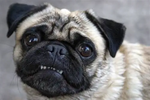 Ako sa starať o zuby mopsa: 10 tipov schválených veterinárom & trikov
