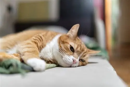 Dovresti isolare un gatto con l'URI? (Infezione delle vie respiratorie superiori)