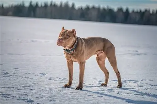 Hoe koud is te koud voor een pitbull? Door dierenarts beoordeelde tekens, risico's & Veiligheid