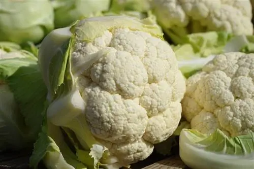 Kunnen kippen bloemkool eten? Feiten & Veelgestelde vragen