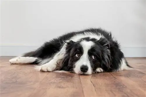 Lehet autista a kutyáknak? Állatorvos által felülvizsgált tények & GYIK