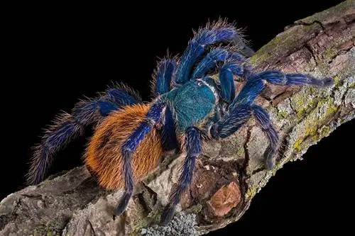 Zelena boca Plava tarantula: Vodič za njegu, slike, životni vijek & Više