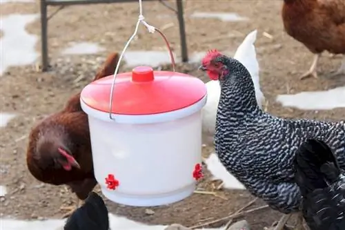 7 Penyiram Ayam Panas Terbaik 2023 – Ulasan & Pilihan Teratas