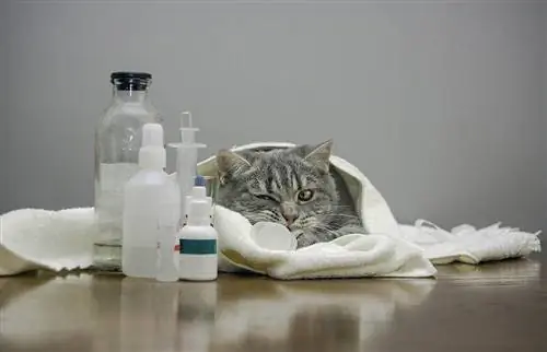 Kan katter bli forkjølet? Symptomer, årsaker og behandling