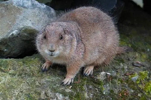 Groundhogs ምርጥ የቤት እንስሳት ይሠራሉ? ህጋዊነት፣ ስነምግባር & ተደጋጋሚ ጥያቄዎች