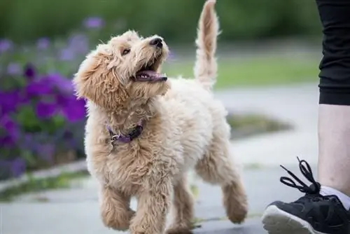 Kur një qenush bëhet një qen i rritur? Fakte të Miratuara nga Veterinarë & FAQ