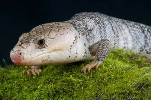 Pink-Tongued Skink: Feite, Info & Sorggids (Met Prente)