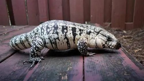 Blue Tegu: Info & Guia de cuidados para iniciantes (com fotos)