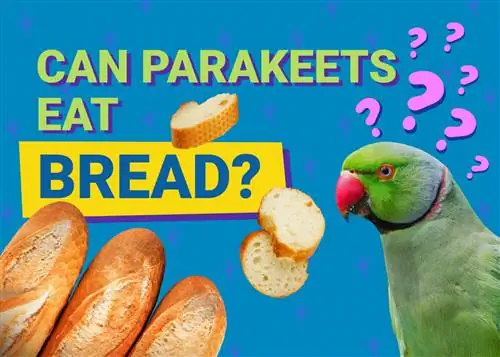 Kan parakitter spise brød? Vet-anmeldte fakta & Info