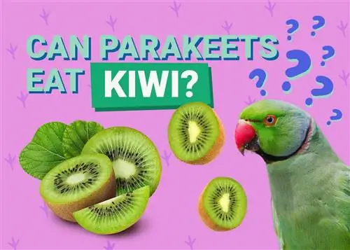 Vai papagaiļi var ēst kivi? Veterinārārstu pārskatīti fakti & Informācija, kas jums jāzina