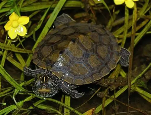 ছবি