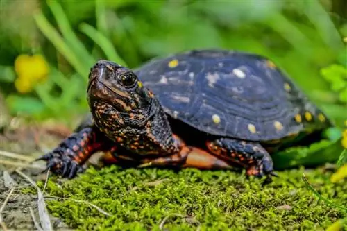 17 tortues trouvées dans l'Illinois (avec photos)