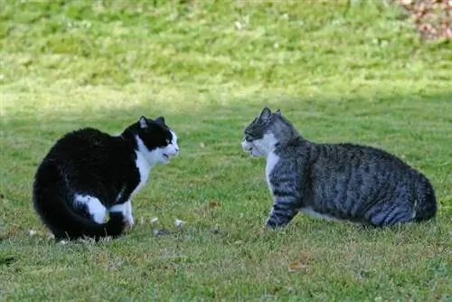 Kā kaķi sazinās viens ar otru? Kaķu valodas ceļvedis