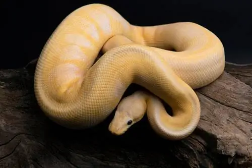 Banana Ball Python Morph: fatti, informazioni & Guida alla cura (con immagini)