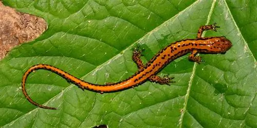 16 Salamanders gevonden in South Carolina (met foto's)