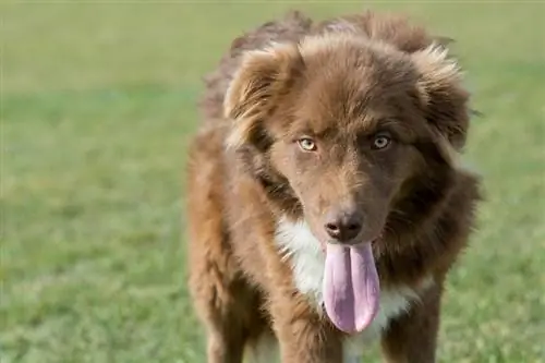 Waarom hijgen honden: 6 veelvoorkomende redenen