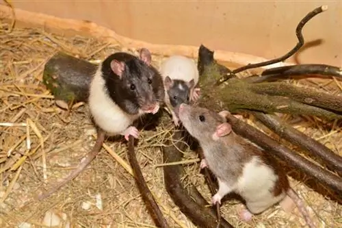 50+ fascinantnih činjenica o štakorima koje biste trebali znati